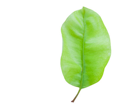 Cut out of Mimusops Elengileaf or bullet wood leaf with precise clipping paths, set against a white background, the leaf smooth texture and glossy surface for easy integration into design projects.の写真素材