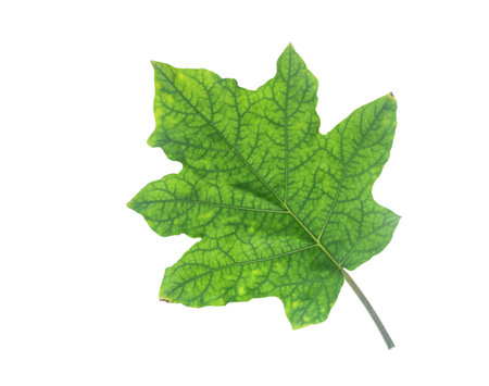 A cut-out image of Solanum indicum or Thai nightshade leaf with accurate clipping paths, placed on a white background, showcasing its shape and veined texture for versatile botanical designs.の写真素材