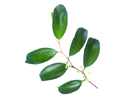 Cut out image of Jujube leaf with clipping paths, set against a white background, capturing the natural details and serrated edges of the leaf for seamless use in creative projects.の写真素材
