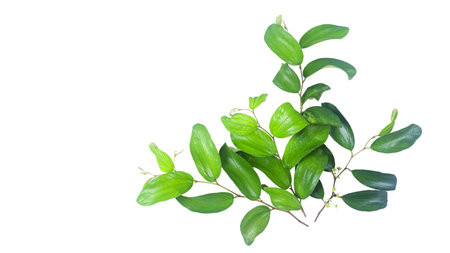 Cut out image of Jujube leaf with clipping paths, set against a white background, capturing the natural details and serrated edges of the leaf for seamless use in creative projects.の写真素材
