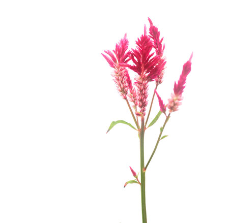 A cut-out image of a red cockscomb or Celosia flower with detailed clipping paths, showcasing the vibrant, textured petals for seamless integration into design projects.の写真素材