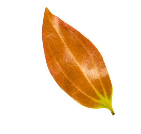 Cut out of a red Cinnamomum verum or True Cinnamon leaf with detailed clipping paths, on white background, the smooth texture and vibrant red hue for seamless integration botanical design projects.の写真素材