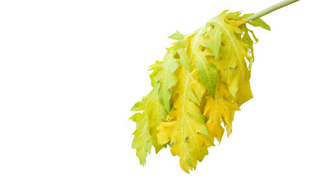 Cut out papaya leaf on a white background with clipping paths. The intricate details of the leaf's structure and vibrant green color are clearly visible, showcasing natural beauty and unique shape.の写真素材