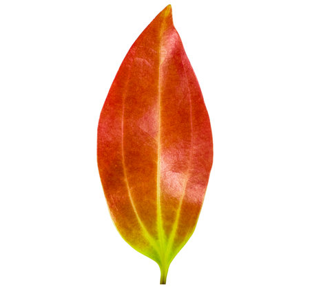 Cut out of a red Cinnamomum verum or True Cinnamon leaf with detailed clipping paths, on white background, the smooth texture and vibrant red hue for seamless integration botanical design projects.の写真素材