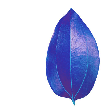Cut out of a blue Cinnamomum verum or True Cinnamon leaf with detailed clipping paths, on white background, the smooth texture and vibrant blue hue for seamless integration botanical design projects.の写真素材