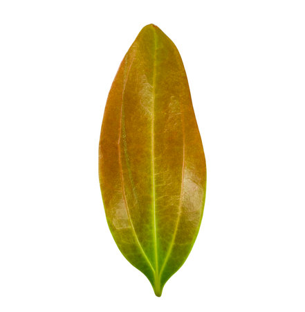 Cut out of a red Cinnamomum verum or True Cinnamon leaf with detailed clipping paths, on white background, the smooth texture and vibrant red hue for seamless integration botanical design projects.の写真素材