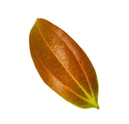 Cut out of a red Cinnamomum verum or True Cinnamon leaf with detailed clipping paths, on white background, the smooth texture and vibrant red hue for seamless integration botanical design projects.の写真素材