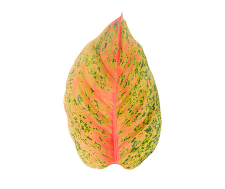 Cut out Aglaonema Bidadari or Chinese Evergreen leaf with clipping paths on white background. Tropical house decorative plantsの写真素材