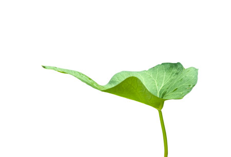 Cut out image of a water morning glory leaf with accurate clipping paths on a white background. The long, slender green leaf is ideal for use in culinary or botanical-themed designs.の写真素材