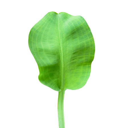 Cut out of Limnocharis flava leaf with precise clipping paths on a white background. The vibrant, green aquatic plant with delicate leaf is suitable for use in nature and water garden designs.の写真素材