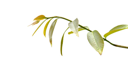 Cut out of young Lagerstroemia speciosa or Queens flower leaves on a white background with clipping paths. The detailed structure emphasizing the leaves natural beauty and form.の写真素材