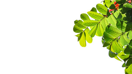 Tree top leaves Tropical Jungle Leaf isolated with clipping paths on white backgroundの写真素材