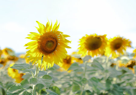 Sprawling sunflower field nearing harvest season, glowing under the warm sunlight. The vibrant yellow blooms stretch toward the sky, symbolizing abundance and the beauty of nature cyclesの写真素材