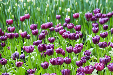 View of purple tulips flourishing in a controlled indoor planting environment, bathed in soft light....