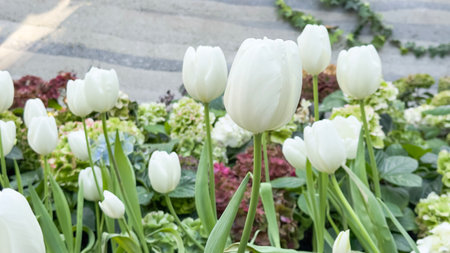 A serene view of white tulips flourishing in a controlled indoor planting environment, bathed in soft light. The perfect blend of natural beauty and modern horticulture.の写真素材