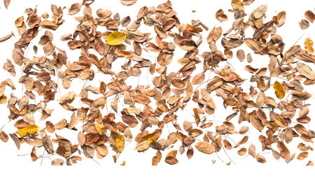 Dried leaves with intricate veins and curled edges are isolated on a white background with clipping...
