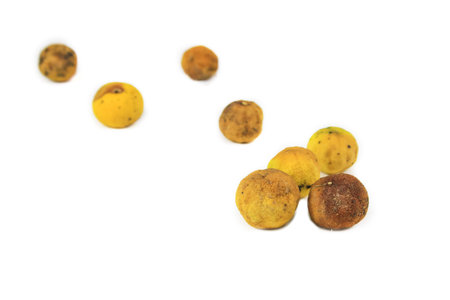 Yellow lemon shows signs of decay, with dark spots and shriveled skin.の写真素材