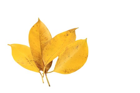 Yellow autumn leaves isolated on white background. Clipping path included.の写真素材