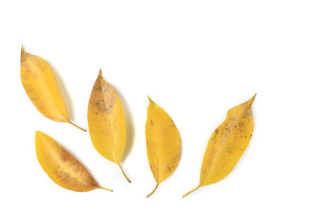 Yellow Leaves with Insect holes and dark spots isolated on a white background.の写真素材