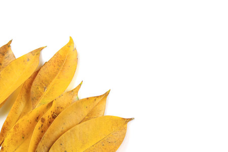 Yellow Leaves with Insect holes and dark spots isolated on a white background.の写真素材
