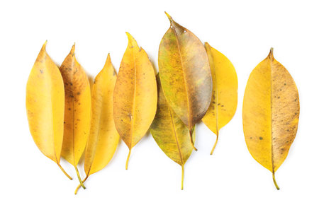 Yellow Leaves with Insect holes and dark spots isolated on a white background.の写真素材