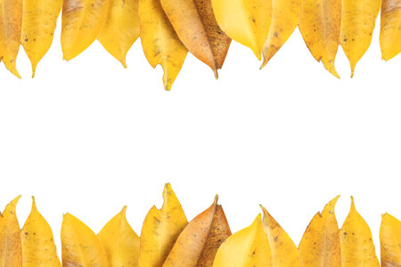 Cutout of yellow leaves with insect holes and dark spots on white background with clipping paths.の写真素材