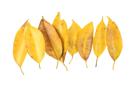 Cutout of yellow leaves with insect holes and dark spots on white background with clipping paths.の写真素材