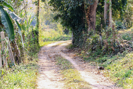 A winding dirt road surrounded by tall, shady trees leads to remote farmlands. This peaceful rural scene highlights the connection between nature and agricultural life.の写真素材