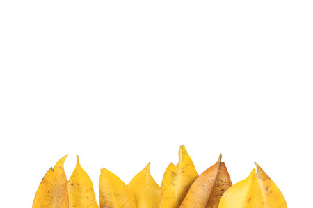 Cutout of yellow leaves with insect holes and dark spots on white background with clipping paths.の写真素材
