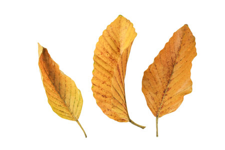 Detailed cutout of yellowish leaves with clipping paths on white background allowing for easy editing. Perfect for digital art, nature inspired designs, and environmental themed projects.の写真素材