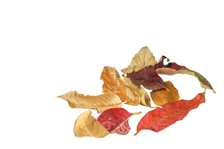 Detailed cutout of yellowish leaves with clipping paths on white background allowing for easy editing. Perfect for digital art, nature inspired designs, and environmental themed projects.の写真素材