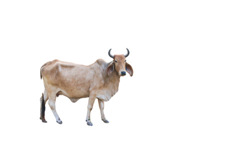 Cutout image of cow with precise clipping paths, set against white background.の写真素材