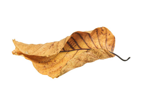 Detailed cutout of yellowish leaves with clipping paths on white background allowing for easy editing. Perfect for digital art, nature inspired designs, and environmental themed projects.の写真素材