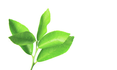 Isolation of green lime leaves with clipping paths on white backgroundの写真素材