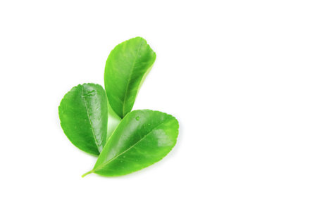 Isolation of green lime leaves with clipping paths on white backgroundの写真素材