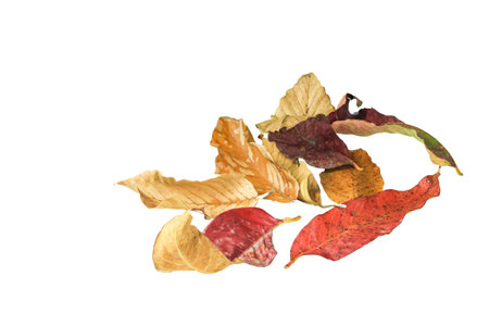 Detailed cutout of yellowish leaves with clipping paths on white background allowing for easy editing. Perfect for digital art, nature inspired designs, and environmental themed projects.の写真素材