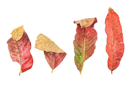 Detailed cutout of yellowish leaves with clipping paths on white background allowing for easy editing. Perfect for digital art, nature inspired designs, and environmental themed projects.の写真素材