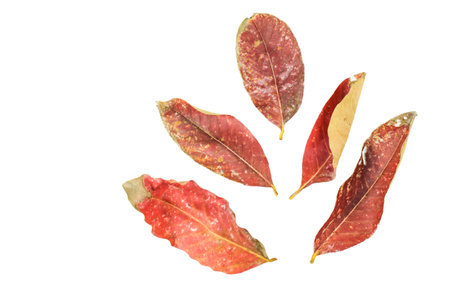 Detailed cutout of yellowish leaves with clipping paths on white background allowing for easy editing. Perfect for digital art, nature inspired designs, and environmental themed projects.の写真素材
