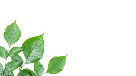 Cut out Millingtonia hortensis or Indian Cork leaves with clipping paths on white background