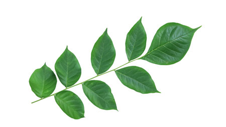 Cut out Millingtonia hortensis or Indian Cork leaves with clipping paths on white backgroundの写真素材