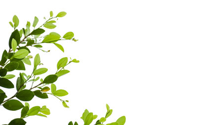A cut out of Ficus benjamina leaves with clipping paths on a white background. The detailed structure and lush foliage are highlighted, emphasizing the tree's natural beauty and form.の写真素材