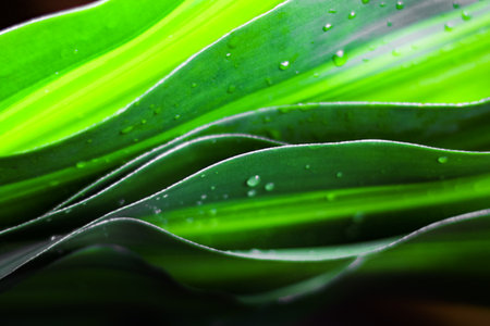 Bright and colorful leaf background, symbolizing freshness, renewal, and the beauty of nature.の写真素材