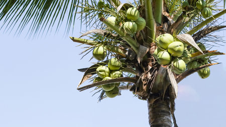 Cut out of coconut palm tree on blue sky backgroundの写真素材