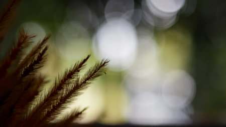 Blurred dried grass flowers on blurred bokeh background copy spaceの写真素材