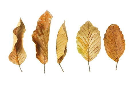 Detailed cutout of yellowish leaves with clipping paths on white background allowing for easy editing. Perfect for digital art, nature inspired designs, and environmental themed projects.の写真素材
