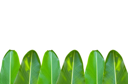 A cut out of leaves on a white background with clipping paths. The detailed structure and lush foliage are highlighted, emphasizing the tree's natural beauty and form.の写真素材
