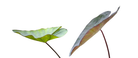Cut out of caladium leaves on white background with clipping paths. Ideal for various design and educational purposes.の写真素材