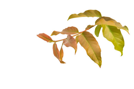 Cut out of young Lagerstroemia speciosa leaves on a white background with clipping paths. The detailed structure emphasizing the leaves natural beauty and form.の写真素材