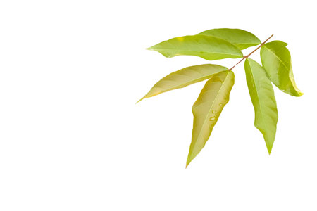 Cut out of young Lagerstroemia speciosa or Queens flower leaves on a white background with clipping paths. The detailed structure emphasizing the leaves natural beauty and form.の写真素材