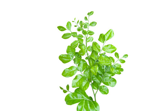 Cutout of a fig tree leaf with clipping paths on white background. Ideal for botanical projects and eco themed designs.の写真素材